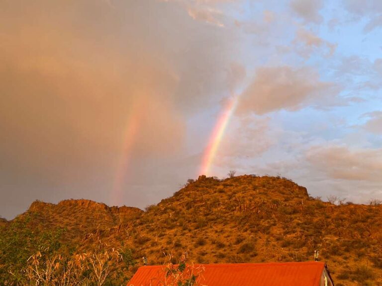 Surviving Summer in the Sonoran Sun